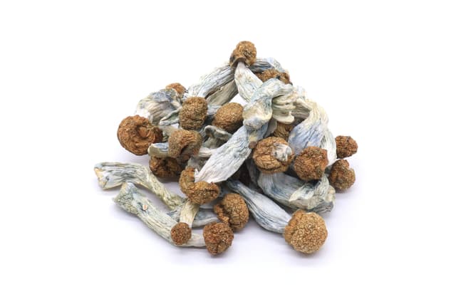 Blue Meanies Mushrooms