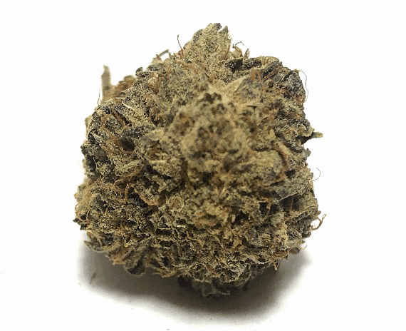 Pandora's Box Strain - Hybrid (Wholesale)