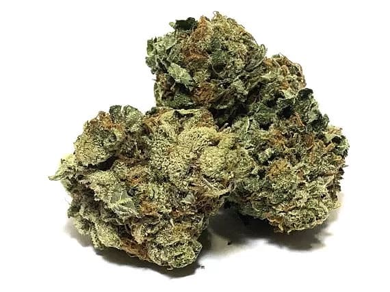 Scout Master Strain Flower - Sativa Dominant Hybrid