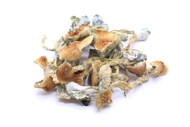 Golden Teachers Mushrooms