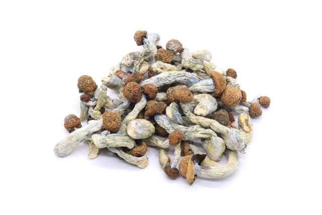Melmac Mushrooms