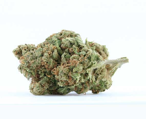 Skywalker OG Strain - Indica Dominant Hybrid (Wholesale)