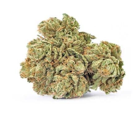Cinderella 99 Strain - Sativa Dominant Hybrid (Wholesale)