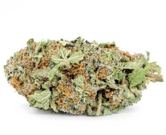 Trainwreck Strain - Sativa (Wholesale)
