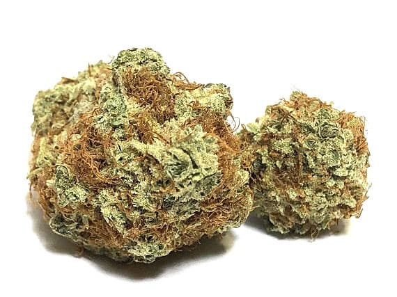 Gosh Strain - Hybrid (Wholesale)
